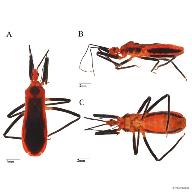 Graptoclopius sp. "nr. 1" • © Yeo Huiqing • All Rights Reserved