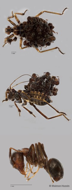 Inara flavopicta