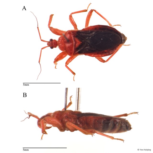 Korinchocoris insolitus • © Yeo Huiqing • All Rights Reserved