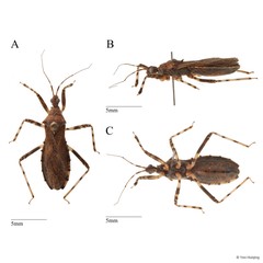 Lisarda annularis