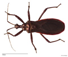 Neoscadra sp. "1"