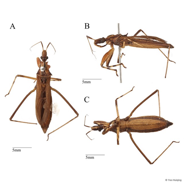 Oncocephalus sp. "1" • © Yeo Huiqing • All Rights Reserved