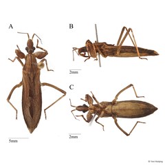 Oncocephalus sp. "cf. annulipes"