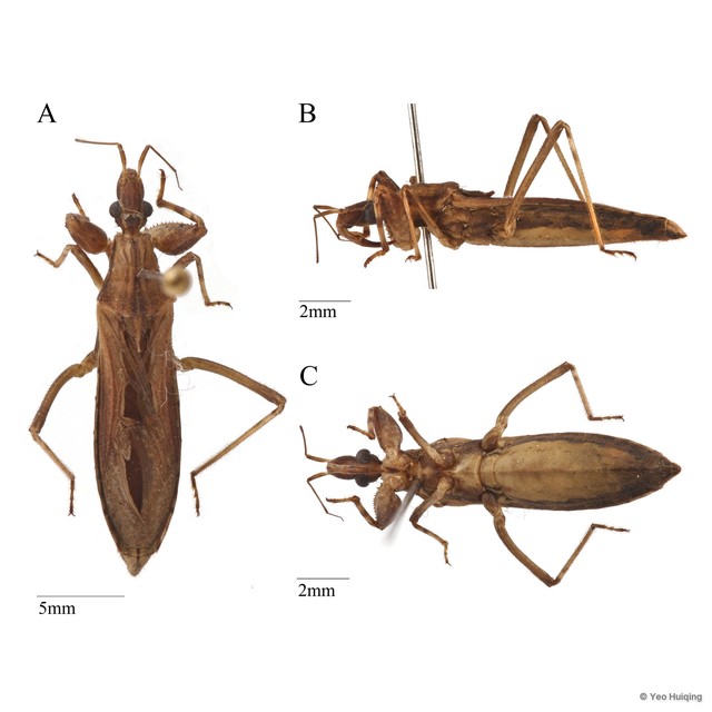 Oncocephalus sp. "cf. annulipes" • © Yeo Huiqing • All Rights Reserved