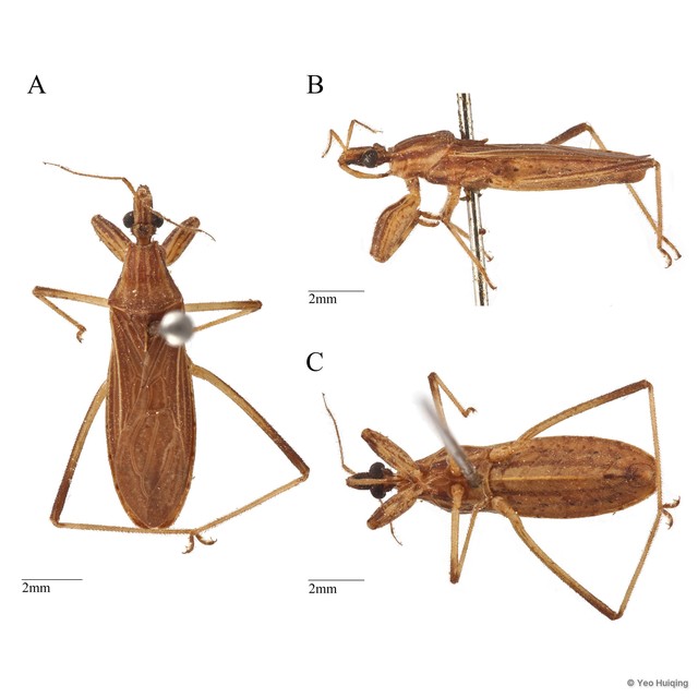 Oncocephalus lineosus • © Yeo Huiqing • All Rights Reserved