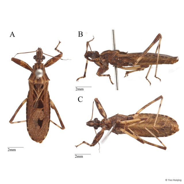 Oncocephalus sarawakensis • © Yeo Huiqing • All Rights Reserved