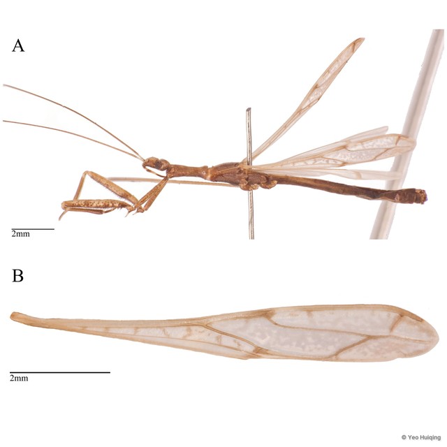 Ploiaria sp. "cf. macropthalma" • © Yeo Huiqing • All Rights Reserved