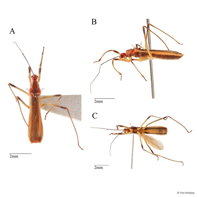 Polytoxus fuscovittatus • © Yeo Huiqing • All Rights Reserved