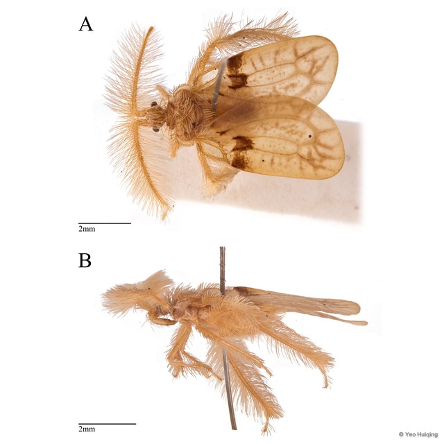 Ptilocerus sp. "cf. subreticulatus" • © Yeo Huiqing • All Rights Reserved