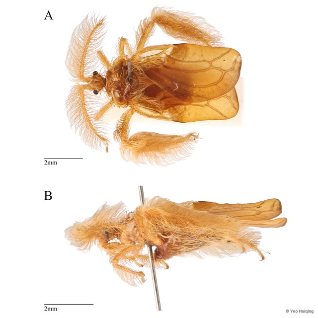 Ptilocerus unicolor • © Yeo Huiqing • All Rights Reserved