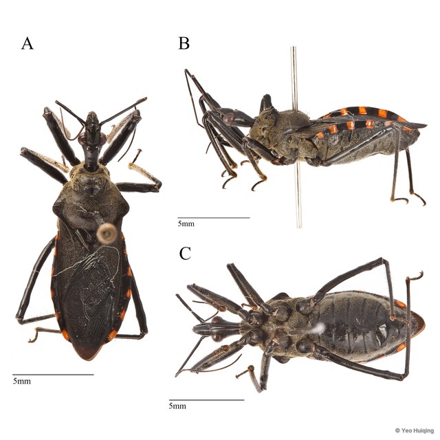 Rhynocoris sp. "cf. niasensis" • © Yeo Huiqing • All Rights Reserved