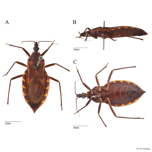 Triatoma rubrofasciata • © Yeo Huiqing • All Rights Reserved