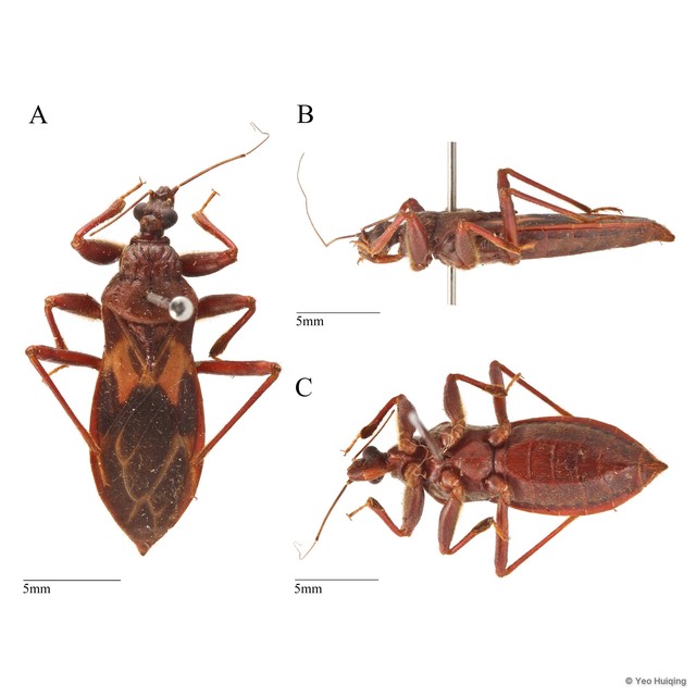 Velitra rubropicta • © Yeo Huiqing • All Rights Reserved