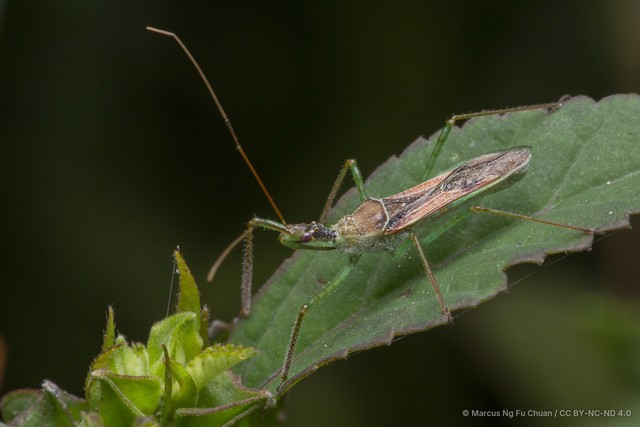 Zelus renardii • © Marcus Ng Fu Chuan • CC BY-NC-ND 4.0
