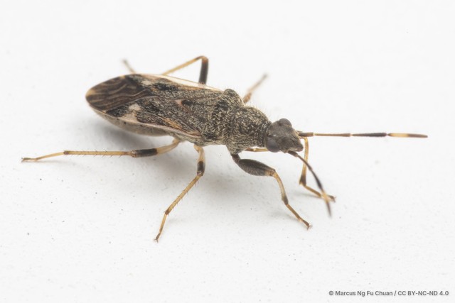 Horridipamera nietneri • © Marcus Ng Fu Chuan • CC BY-NC-ND 4.0
