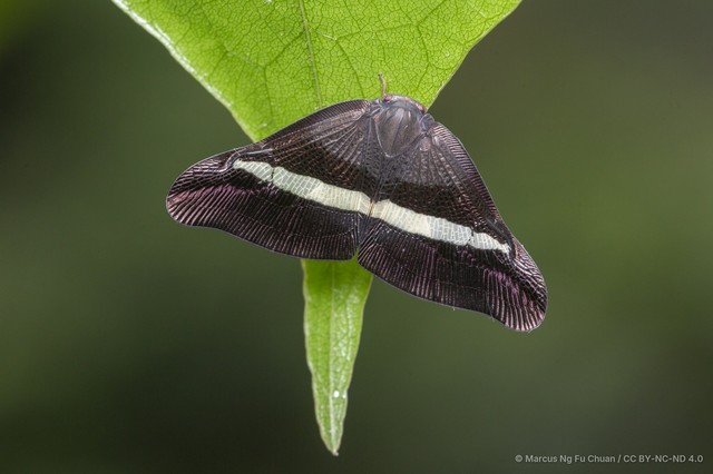 Pochazia transversa • © Marcus Ng Fu Chuan • CC BY-NC-ND 4.0