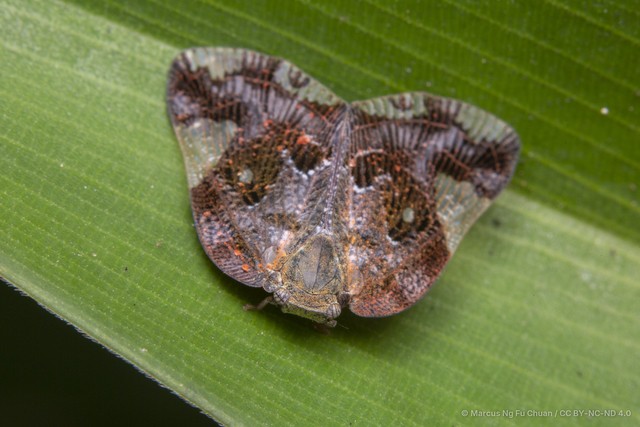 Ricania marginalis • © Marcus Ng Fu Chuan • CC BY-NC-ND 4.0