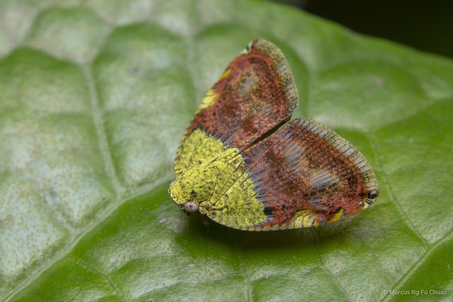 Ricanula stigmatica • © Marcus Ng Fu Chuan • All Rights Reserved