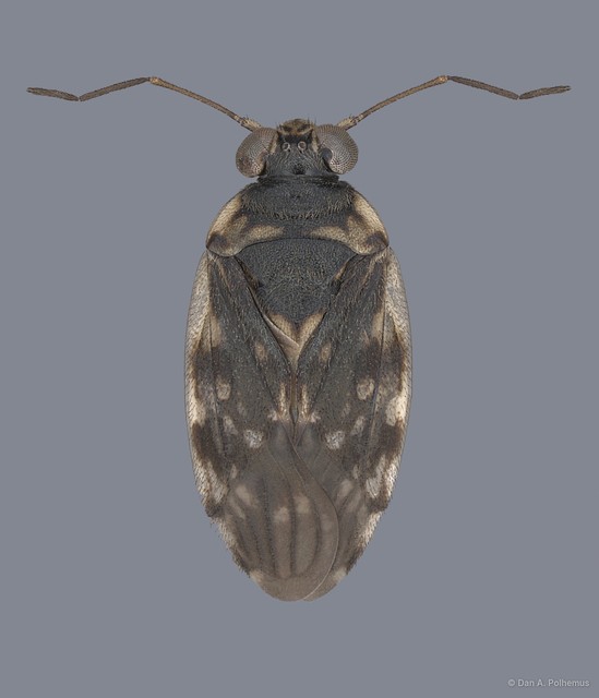 Pentacora malayensis • © Dan A. Polhemus • All Rights Reserved