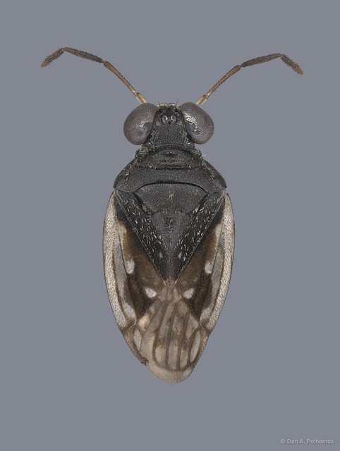 Saldula niveolimbata • © Dan A. Polhemus • All Rights Reserved
