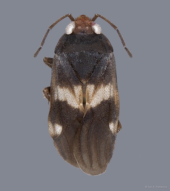 Salduncula murphyi • © Dan A. Polhemus • All Rights Reserved