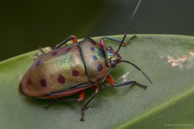 Calliphara nobilis • © Marcus Ng Fu Chuan • All Rights Reserved