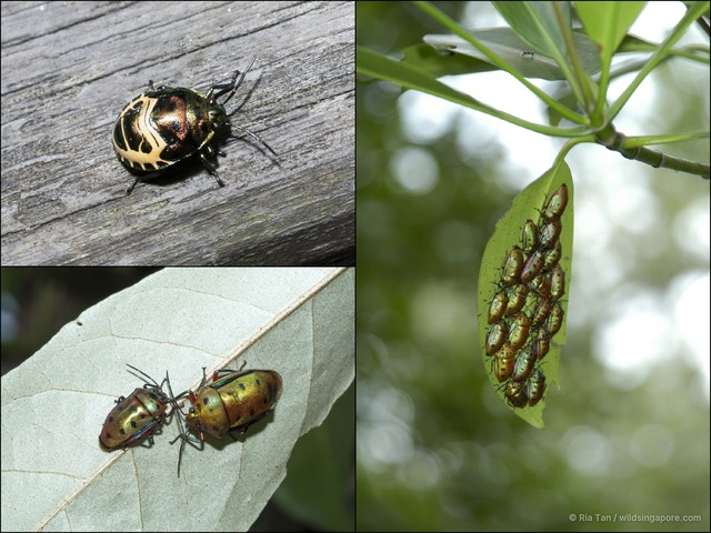 Calliphara nobilis