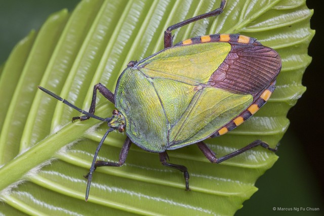Pycanum rubens • © Marcus Ng Fu Chuan • All Rights Reserved
