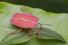 Pycanum rubens • © Marcus Ng Fu Chuan • All Rights Reserved