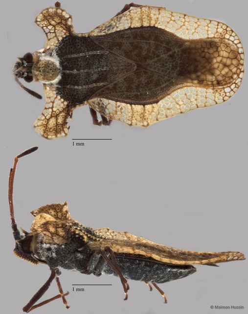 Tingidae sp. "ZRCBDP0072115" • © Maimon Hussin • All Rights Reserved