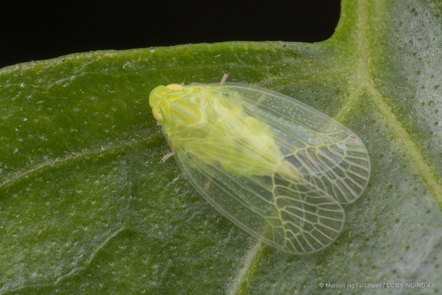 Kallitaxila granulata • © Marcus Ng Fu Chuan • CC BY-NC-ND 4.0