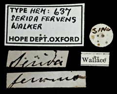 Varma fervens • All Rights Reserved Museum Label
