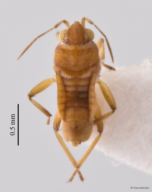 Microvelia (Picaultia) genitalis • © Tran Anh Duc • All Rights Reserved