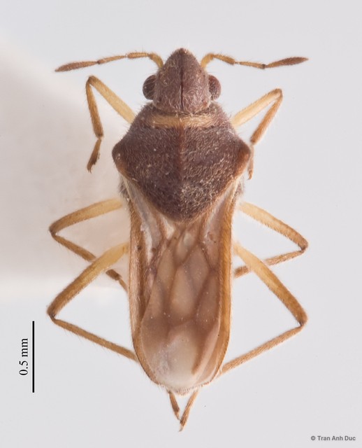 Microvelia (Dilutovelia) leveillei • © Tran Anh Duc • All Rights Reserved