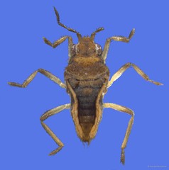 Microvelia minutissima • © Harald Bruckner • All Rights Reserved