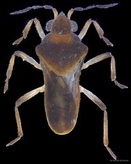 Microvelia minutissima • © Harald Bruckner • All Rights Reserved