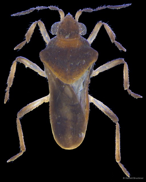 Microvelia minutissima
