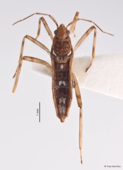Neoalardus typicus • © Tran Anh Duc • All Rights Reserved
