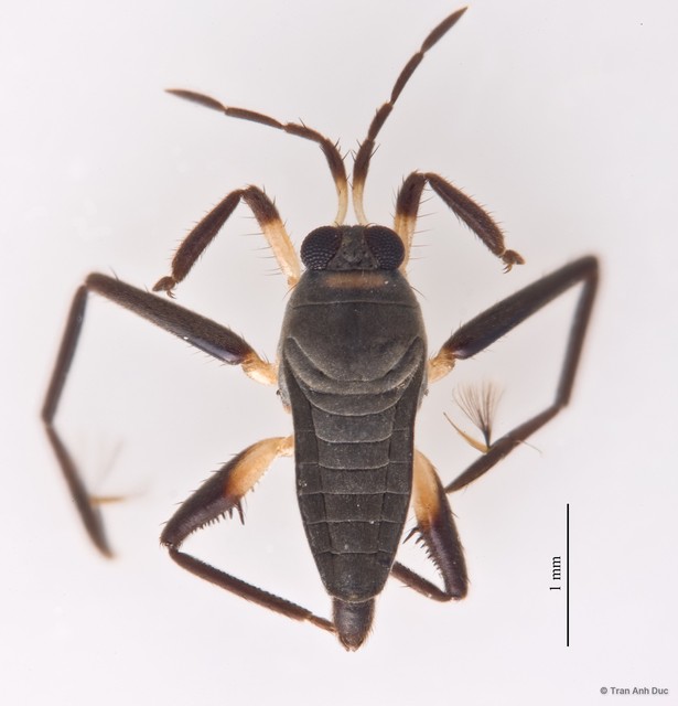 Rhagovelia singaporensis • © Tran Anh Duc • All Rights Reserved