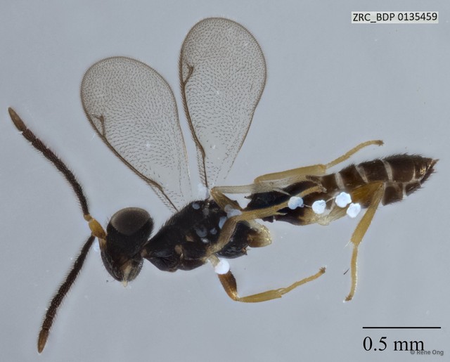 Hymenoptera sp. "Wasp ZRCBDP0135459" • © Rene Ong • All Rights Reserved