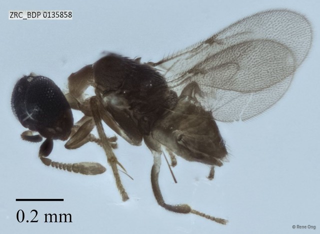 Hymenoptera sp. "Wasp ZRCBDP0135858" • © Rene Ong • All Rights Reserved