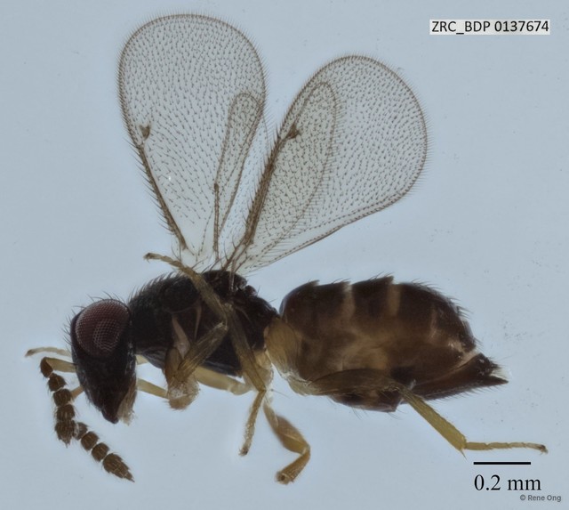 Hymenoptera sp. "Wasp ZRCBDP0137674" • © Rene Ong • All Rights Reserved