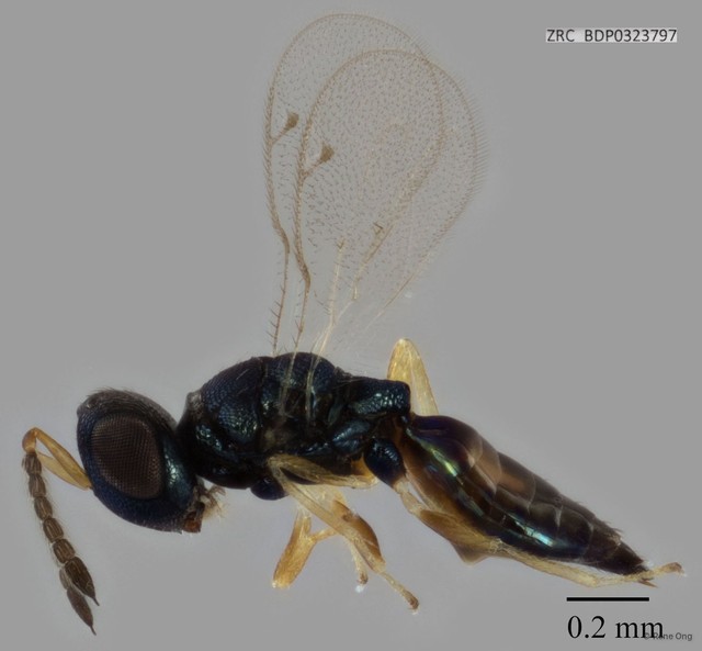 Chalcidoidea sp. "ZRCBDP0323797" • © Rene Ong • All Rights Reserved