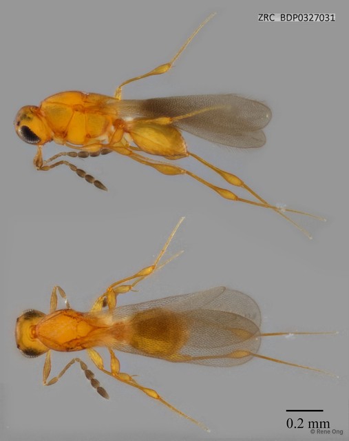 Hymenoptera sp. "ZRCBDP0327031" • © Rene Ong • All Rights Reserved