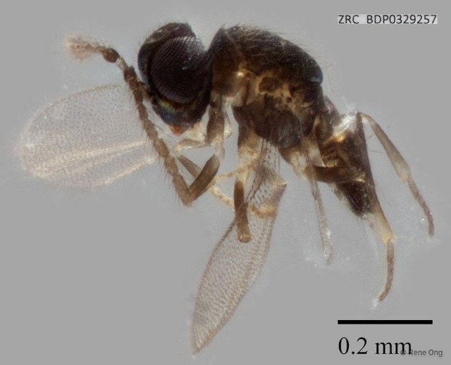 Hymenoptera sp. "ZRCBDP0329257" • © Rene Ong • All Rights Reserved