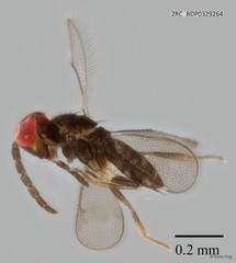 Hymenoptera sp. "ZRCBDP0329264"