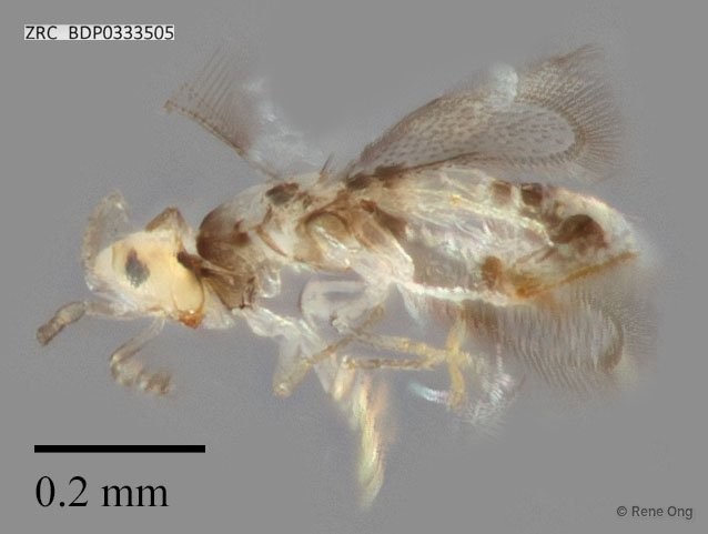 Hymenoptera sp. "ZRCBDP0333505" • © Rene Ong • All Rights Reserved
