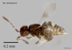 Hymenoptera sp. "ZRCBDP0334223"