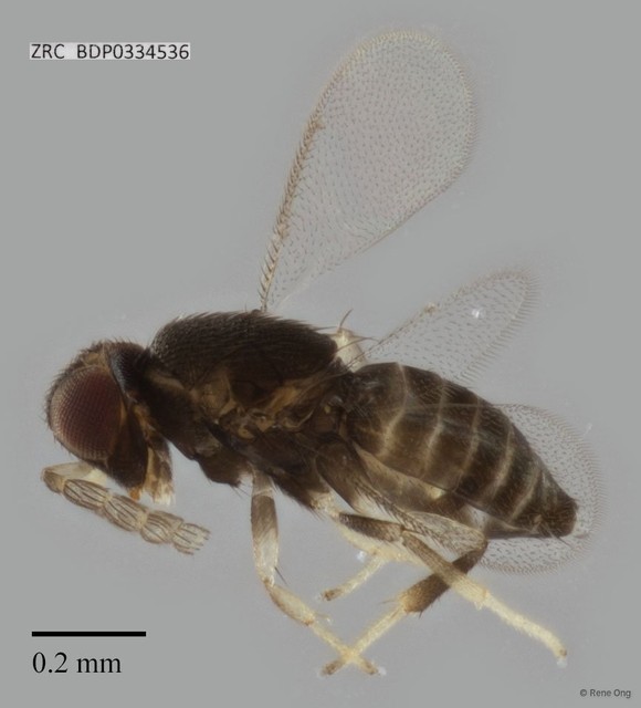 Hymenoptera sp. "ZRCBDP0334536" • © Rene Ong • All Rights Reserved