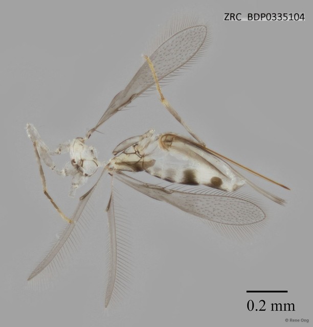 Hymenoptera sp. "ZRCBDP0335104" • © Rene Ong • All Rights Reserved